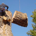 Brothers Tree Service - Bough Breakers: Your Trusted Tree Removal Professionals
