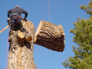 Brothers Tree Service - Bough Breakers: Your Trusted Tree Removal Professionals