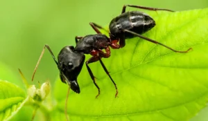 What Are Customized Ant Exterminator Services?