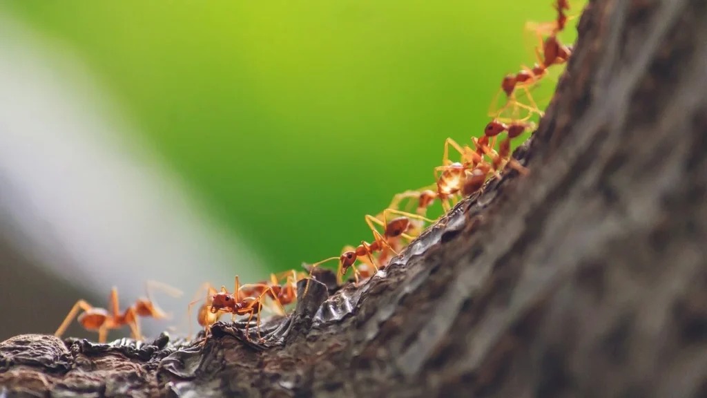 Prévention et contrôle: services d'exterminateur de fourmis sur mesure