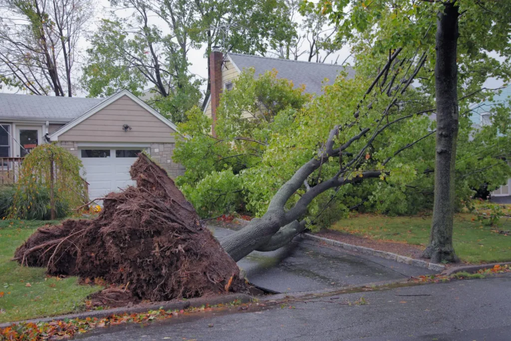 arborist near me