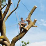 Arborist Services