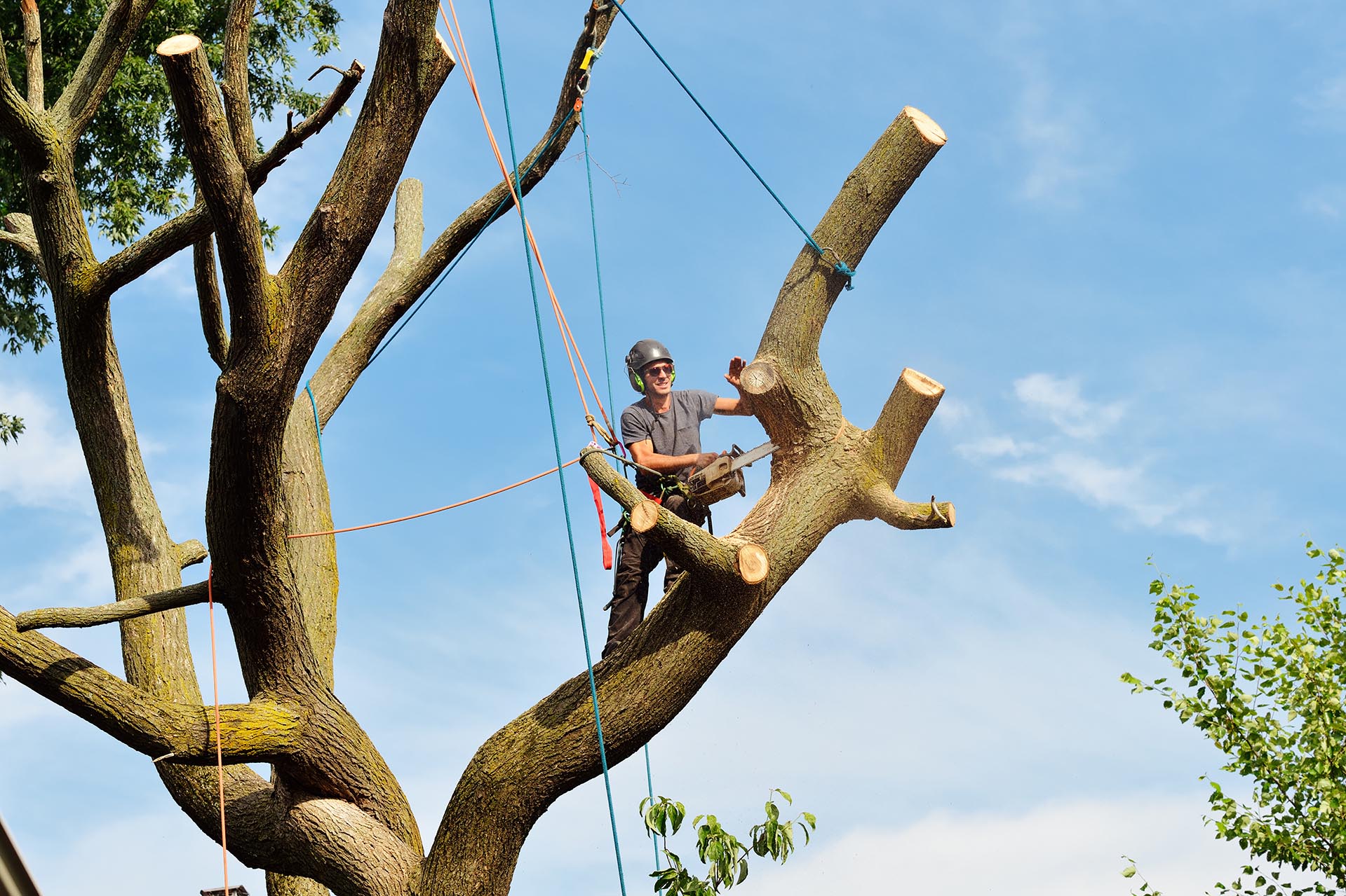 Seasonal Tree Maintenance: How Arborist Services Can Help