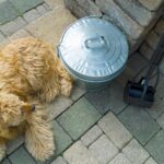 dog poop clean up service